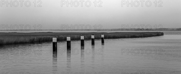 Lagoon landscape at the Meinigenbrücke near Zingst, black and white photo, Panpframa, Fischland-Darß-Zingst, Western Pomerania National Park, Mecklenburg-Western Pomerania, Germany
