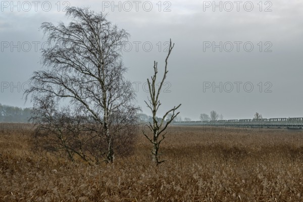 Birch (Betula) in winter, standing in the reeds, near Meiningenbrücke, Fischland-Darß-Zingst, Western Pomerania Lagoon National Park, Mecklenburg-Western Pomerania, Germany