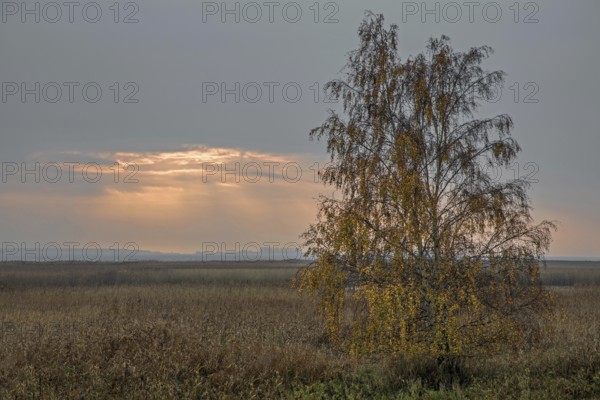 Birch (Betula) in autumn colours, evening sun shining through clouds, evening light, sunset, near Meiningenbrücke, Fischland-Darß-Zingst, National Park Vorpommersche Boddenlandschaft, Mecklenburg-Vorpommern, Germany