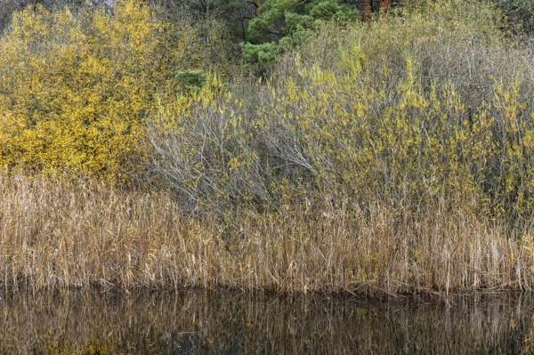Autumn forest, autumn-colored trees, water of a small lake in front, near Prerow, Fischland-Darß-Zingst, Western Pomerania Lagoon Area National Park, Mecklenburg-Western Pomerania, Germany