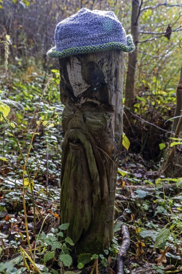 Face carved into wooden trunk, Mütze, near Prerow, Fischland-Darß-Zingst, Western Pomerania Lagoon Area National Park, Mecklenburg-Western Pomerania, Germany