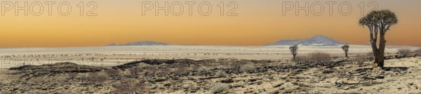 Namib, desert, quiver tree, expanse, panorama, Namibia