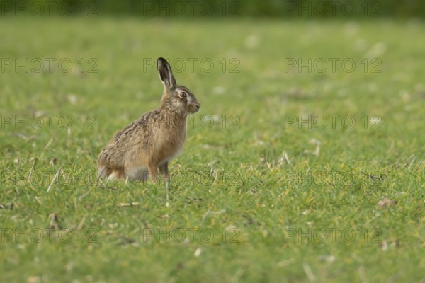 European brown hare (Lepus europaeus) adult animal in a farmland cereal field in springtime, England, United Kingdom