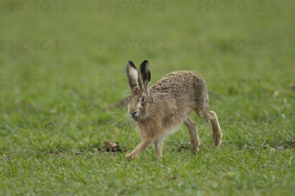European brown hare (Lepus europaeus) adult animal running in a farmland cereal field in springtime, England, United Kingdom