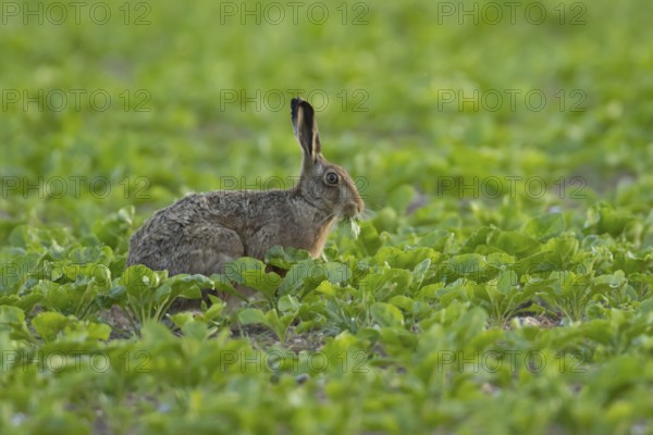 European brown hare (Lepus europaeus) adult animal eating in a sugar beet crop farmland field in summer, England, United Kingdom