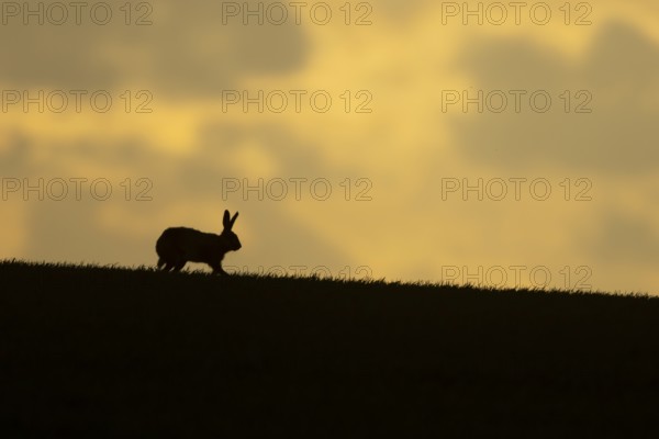 European brown hare (Lepus europaeus) silhouette of an adult animal on a ridge in a farmland cereal field at sunset in springtime, England, United Kingdom