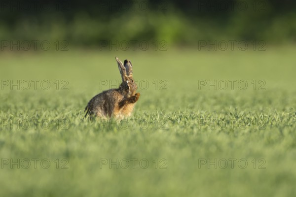 European brown hare (Lepus europaeus) adult animal washing its face in a farmland cereal field in springtime, England, United Kingdom