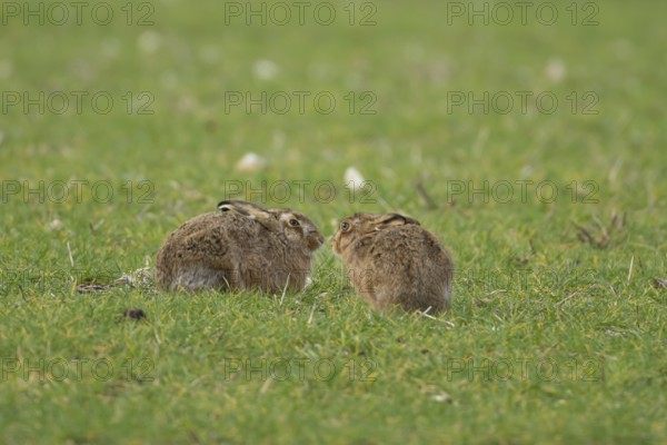 European brown hare (Lepus europaeus) two adult animals in a farmland cereal field in springtime, England, United Kingdom