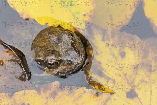 Common frog (Rana temporaria) adult amphibian on the water surface of a pond with fallen autumn leaves, England, United Kingdom