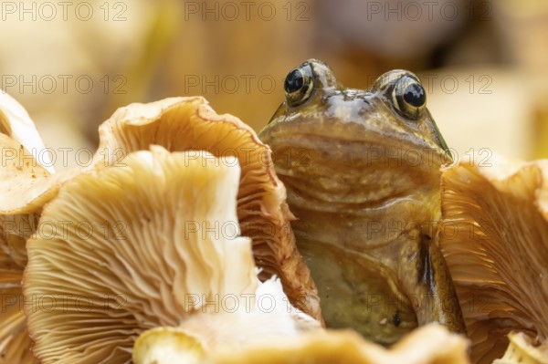 Common frog (Rana temporaria) adult amphibian on a fungi or mushroom in autumn, England, United Kingdom