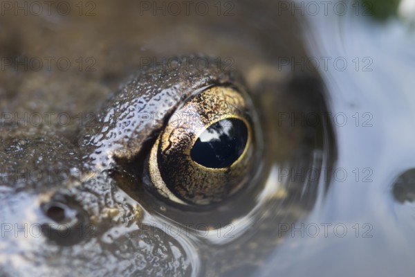 Common frog (Rana temporaria) adult amphibian on the water surface of a pond close up of its eye, England, United Kingdom