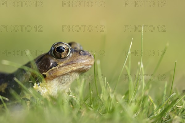 Common frog (Rana temporaria) adult amphibian on a garden grass lawn, England, United Kingdom