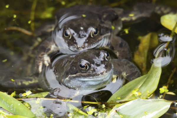 Common frog (Rana temporaria) two adults amphibian on the water surface of a garden pond in spring, England, United Kingdom