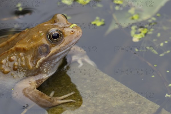 Common frog (Rana temporaria) adult amphibian on the water surface of a garden pond in spring, England, United Kingdom