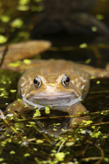 Common frog (Rana temporaria) adult amphibian on the water surface of a pond, England, United Kingdom