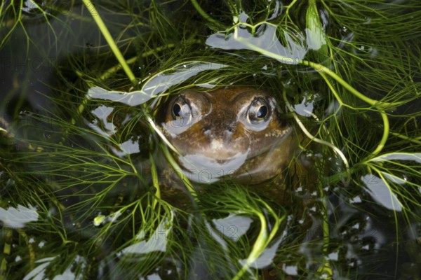 Common frog (Rana temporaria) adult amphibian on the water surface of a garden pond, England, United Kingdom