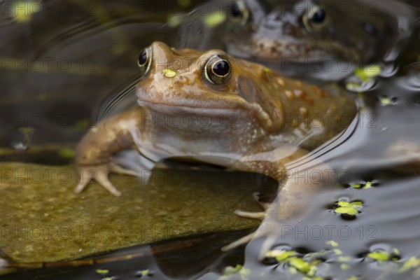 Common frog (Rana temporaria) adult amphibian on the water surface of a pond in spring, England, United Kingdom