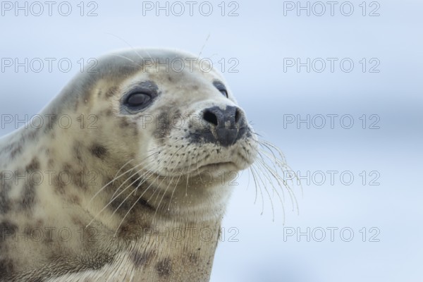 Atlantic grey seal (Halichoerus grypus) adult animal head portrait, England, United Kingdom