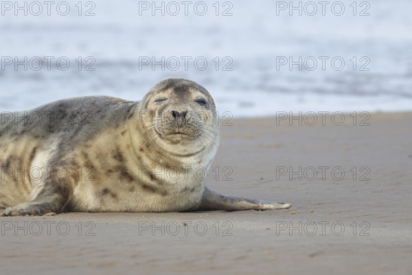 Common or Habor seal (Phoca vitulina) adult animal sleeping on a beach, England, United Kingdom