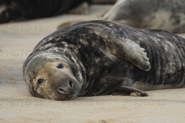 Atlantic grey seal (Halichoerus grypus) adult animal resting on a sandy coastal beach, England, United Kingdom