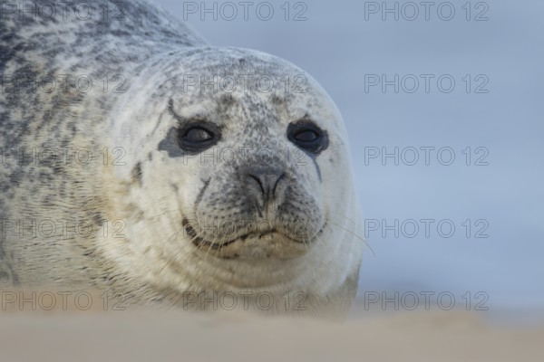 Common or Habor seal (Phoca vitulina) adult animal resting on a beach, England, United Kingdom