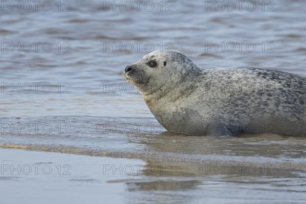 Common or Habor seal (Phoca vitulina) adult animal in the shallow waves of the sea, England, United Kingdom