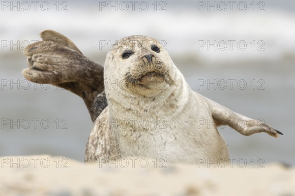 Common or Habor seal (Phoca vitulina) adult animal resting on the sand of a beach, England, United Kingdom