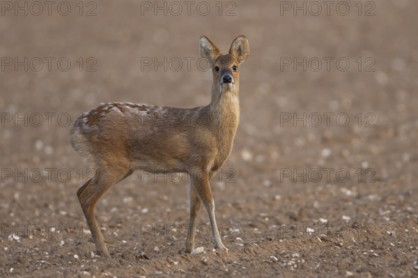 Chinese water deer (Hydropotes inermis) adult animal in a ploughed farmland field, England, United Kingdom