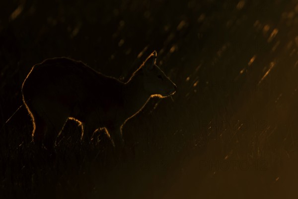 Chinese water deer (Hydropotes inermis) adult animal backlit in a marshland field at sunset, England, United Kingdom