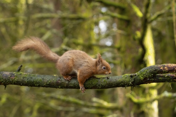 Red squirrel (Sciurus vulgaris) adult animal on a tree branch in a woodland, England, United Kingdom