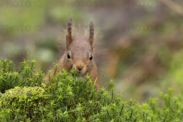 Red squirrel (Sciurus vulgaris) adult animal on a moss covered tree branch in a woodland, England, United Kingdom