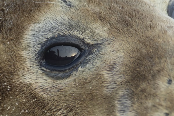 Atlantic grey seal (Halichoerus grypus) adult animal close up of its eye, England, United Kingdom