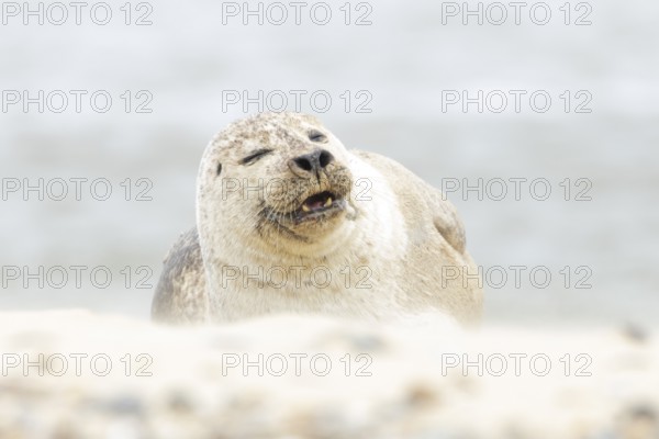 Common or Habor seal (Phoca vitulina) adult animal sleeping on the sand of a beach, England, United Kingdom