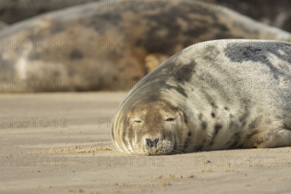 Atlantic grey seal (Halichoerus grypus) adult animal sleeping on a sandy coastal beach, England, United Kingdom