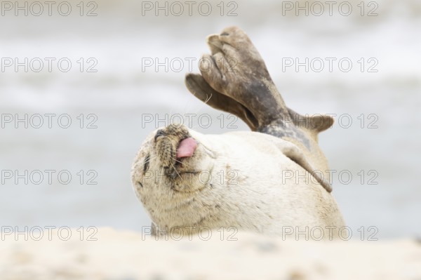 Common or Habor seal (Phoca vitulina) adult animal sleeping with its tongue sticking out on the sand of a beach, England, United Kingdom