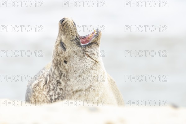 Common or Habor seal (Phoca vitulina) adult animal yawning on the sand of a beach, England, United Kingdom