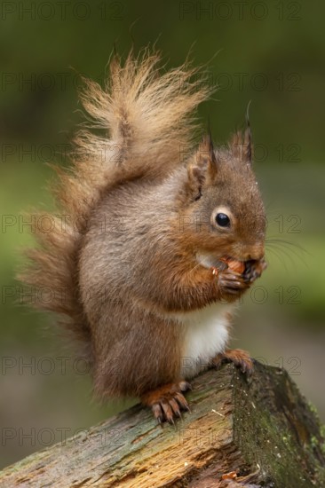 Red squirrel (Sciurus vulgaris) adult animal eating a nut on a tree branch in a woodland, England, United Kingdom