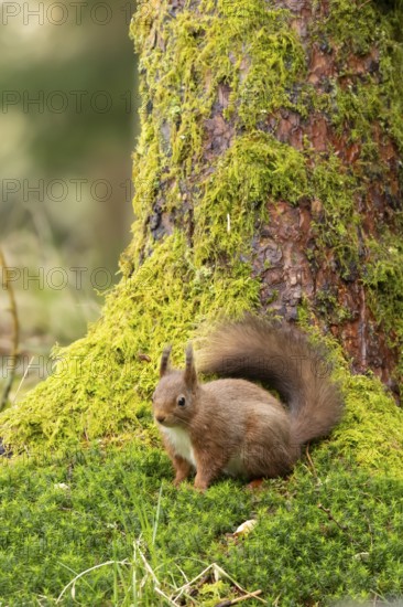 Red squirrel (Sciurus vulgaris) adult animal on a moss covered tree stump in a woodland, England, United Kingdom