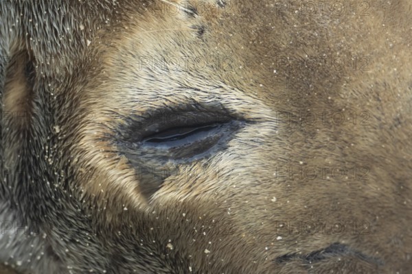 Atlantic grey seal (Halichoerus grypus) adult animal close up of its shut eye, England, United Kingdom