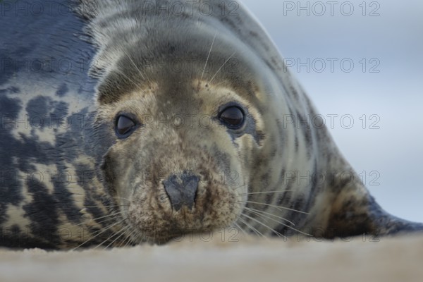 Atlantic grey seal (Halichoerus grypus) adult animal head portrait on a beach, England, United Kingdom