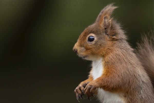Red squirrel (Sciurus vulgaris) adult animal head portrait, England, United Kingdom
