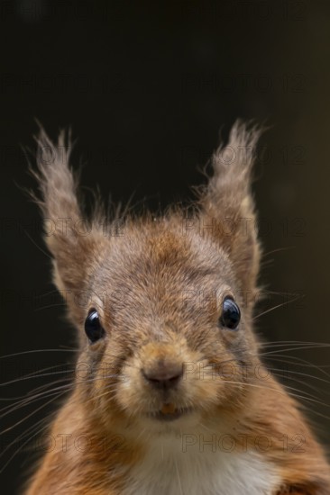 Red squirrel (Sciurus vulgaris) adult animal head portrait, England, United Kingdom