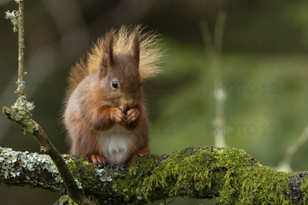 Red squirrel (Sciurus vulgaris) adult animal eating a nut on a tree branch in a woodland, England, United Kingdom
