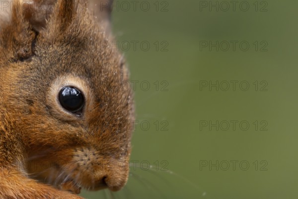 Red squirrel (Sciurus vulgaris) adult animal head portrait close up of its eye, England, United Kingdom