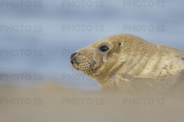 Atlantic grey seal (Halichoerus grypus) adult animal on a sandy coastal beach, England, United Kingdom