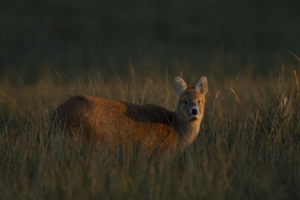 Chinese water deer (Hydropotes inermis) adult animal in a marshland field, England, United Kingdom
