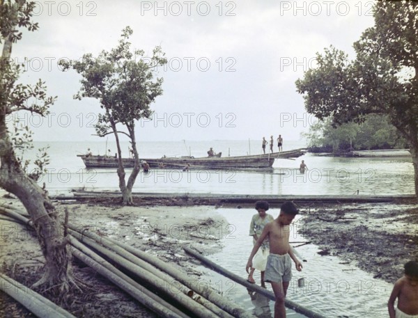 Harvesting timber stilt poles from magnrove and transporting by canoe, Malaya, Malaysia, south east Asia, early 1960s
