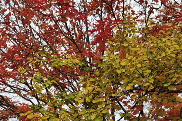 Fall leaves, Indian summer, detail, White Mountain, New Hampshire, New England, USA