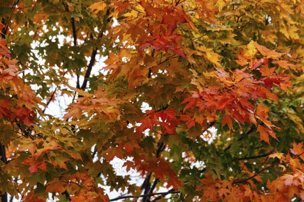 Autumn leaves, Indian summer, maple leaves (acer), yellow, orange, green, Sugar Hill viewing platform, Kancamagus Highway, White Mountain, New Hampshire, New England, USA