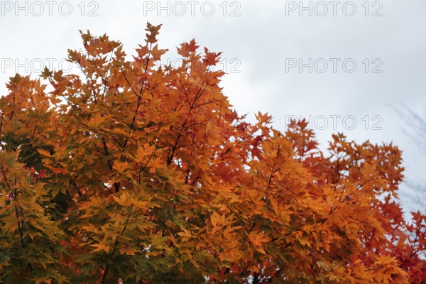 Bright orange-red autumn colours of a maple tree (acer), autumn leaves, Indian summer, Sugar Hill viewing platform, Kancamagus Highway, White Mountain, New Hampshire, New England, USA